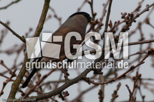 Gimpel (27 von 40).jpg